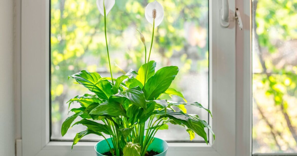 ‘Biggest’ peace lily care mistake causes houseplant to ‘wilt or even die’ in winter