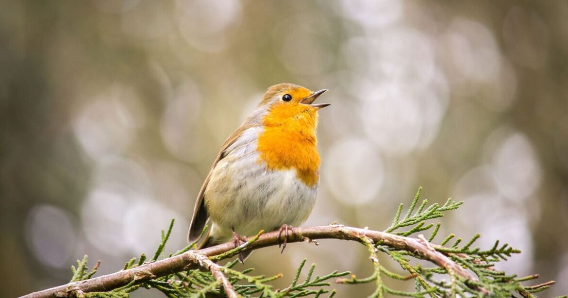 How to attract robins to your garden daily without food