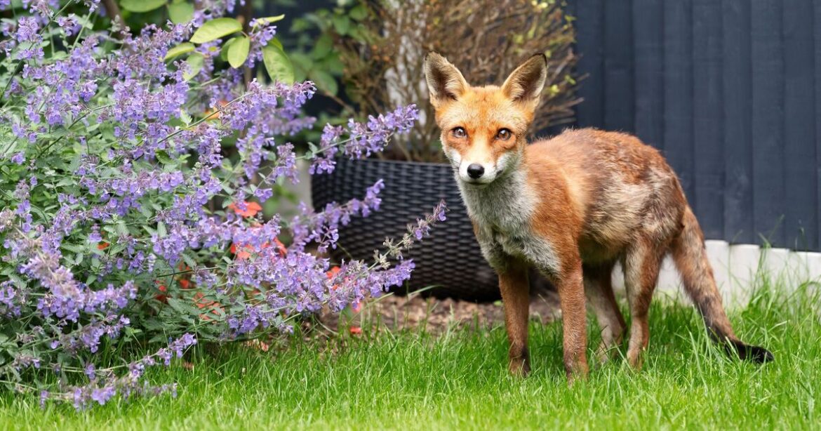 Gardeners urged to put 1 kitchen item in garden to deter foxes