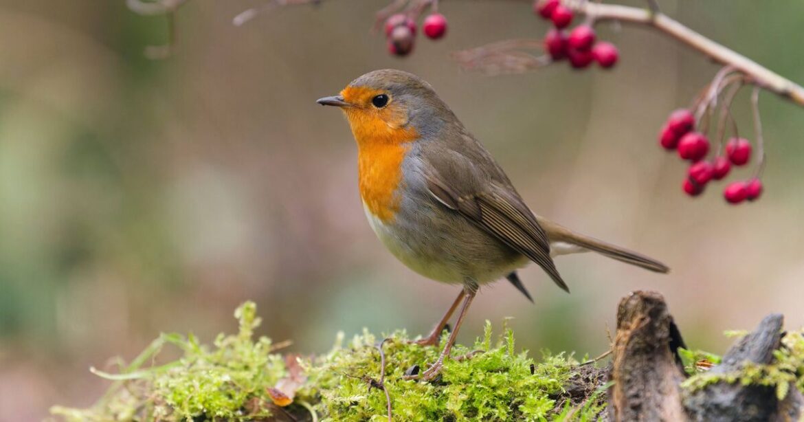 Warning issued to anyone with robins in their gardens