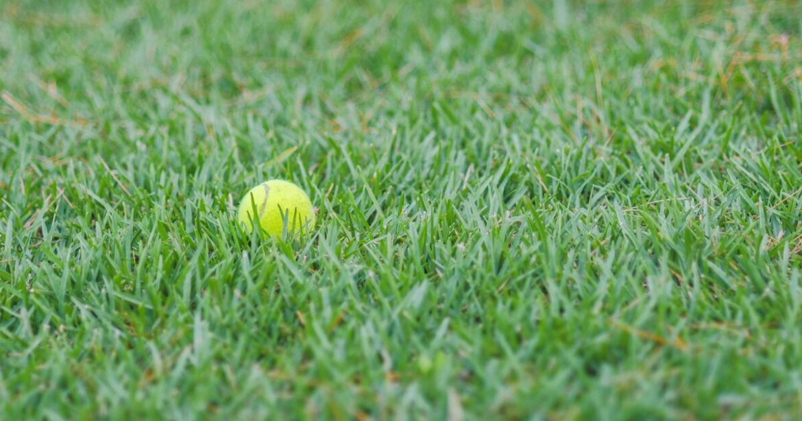 Gardeners urged to leave tennis balls outside in winter Gardeners urged to leave tennis balls outside in winter