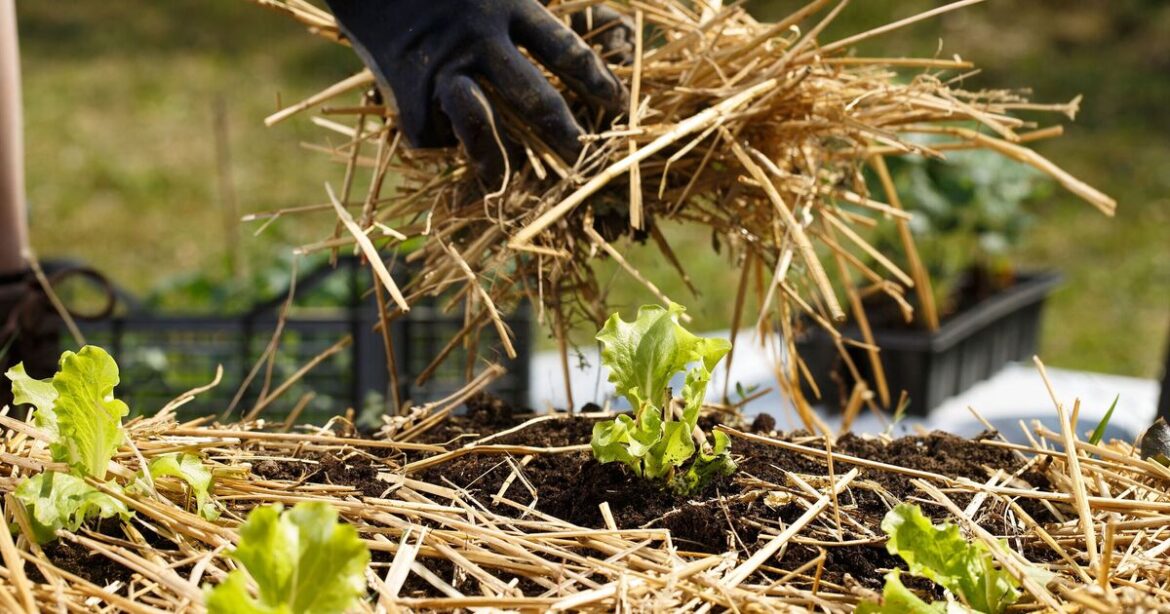 Gardeners urged to put straw in the garden in December Gardeners urged to put straw in the garden in December
