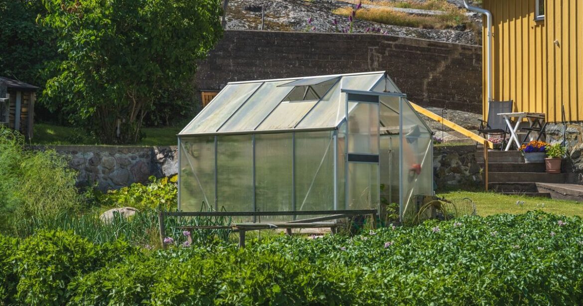 Gardeners told 'you must' sow these three seeds in December