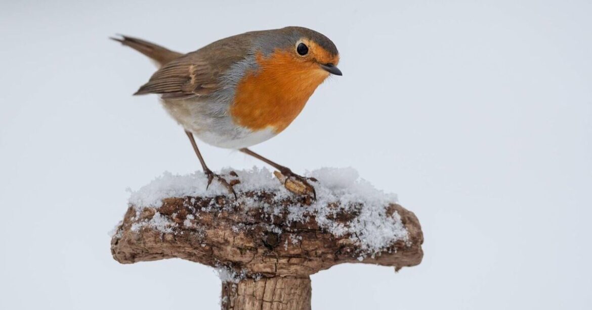 Robins will flock to your garden all year round if you add 1 plant now