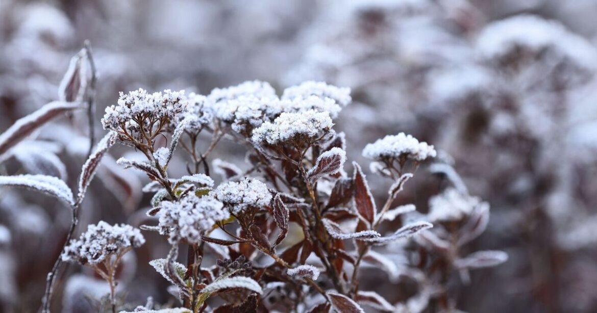 Gardeners with wisteria in their gardens urged to do 1 thing this week