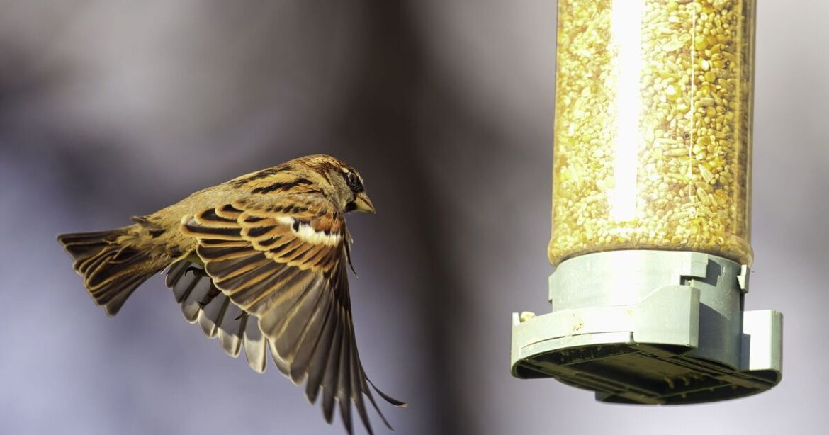 Gardeners urged to hang bird feeders near roses in December