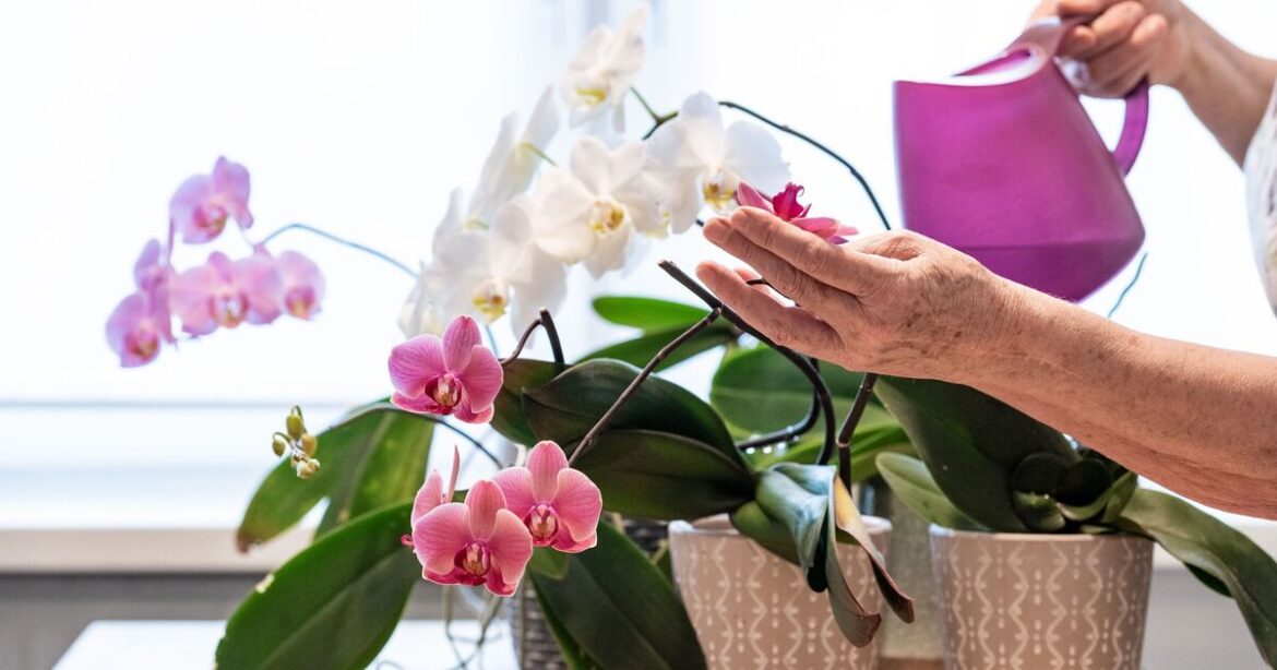 Gardener’s orchid bloomed after 2 years of ‘nothing’ thanks to ‘incredible’ DIY solution