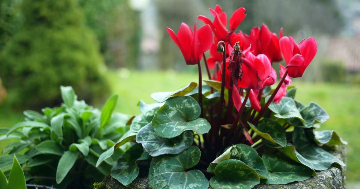 5 Christmas plants that will look good all year round 5 Christmas plants that will look good all year round