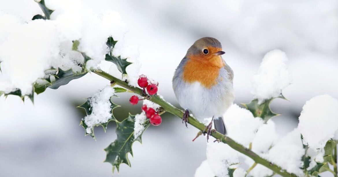 How to help robins survive white Christmas ‘disaster’ with garden decor How to help robins survive white Christmas 'disaster' with garden decor