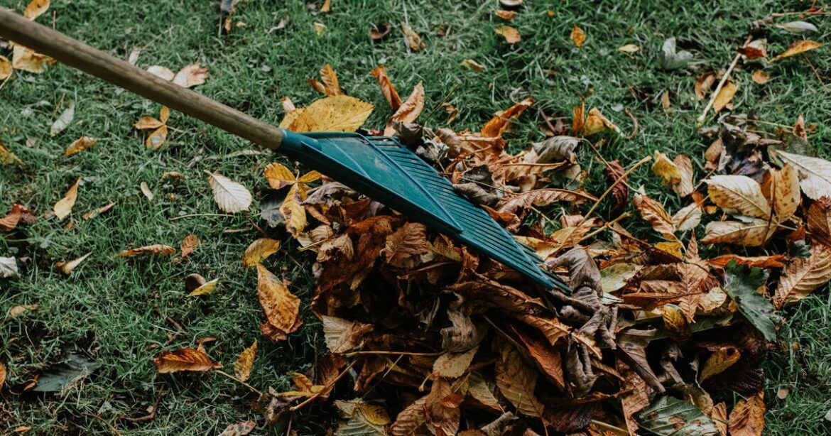 Gardeners issued warning about removing leaves from lawns