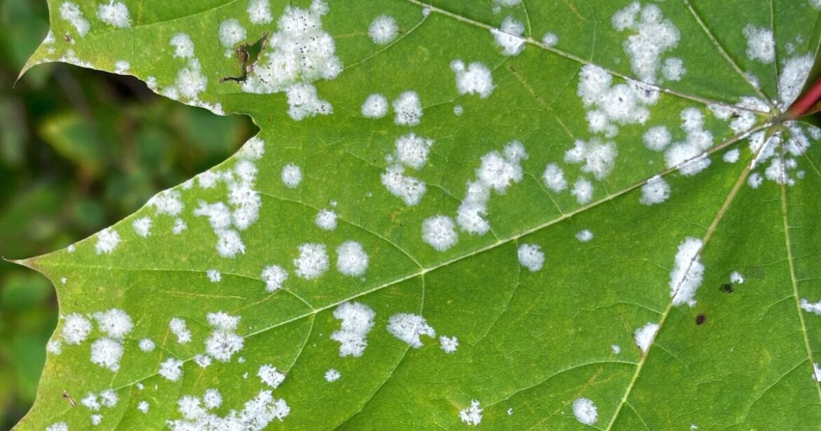 Households urged to remove 1 thing from gardens in December Households urged to remove 1 thing from gardens in December