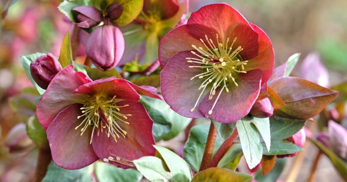 The one plant that will keep your garden looking colourful all winter The one plant that will keep your garden looking colourful all winter