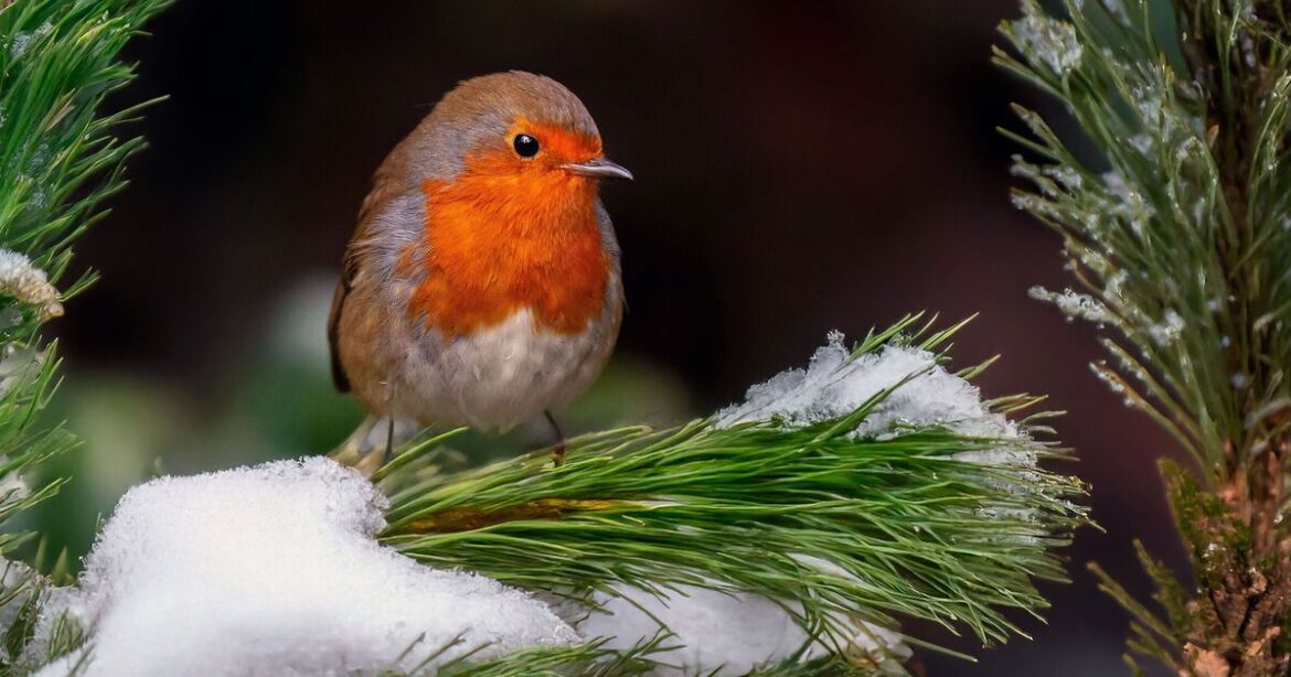 Gardens will be 'perfect' for robins if you do important job before January