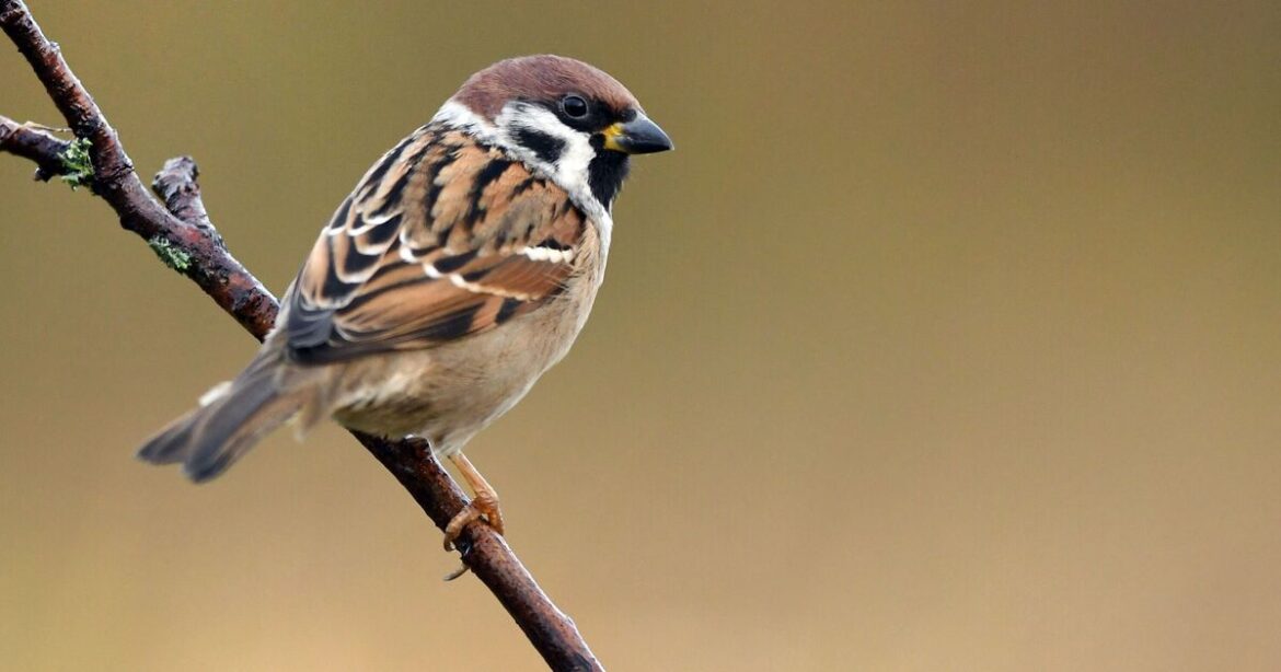 Families with sparrows in garden urged to take action this winter Families with sparrows in garden urged to take action this winter