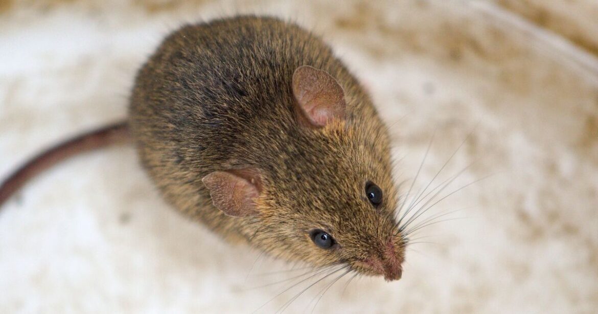 Mice will turn and run from house or garden if 1 natural item is left out