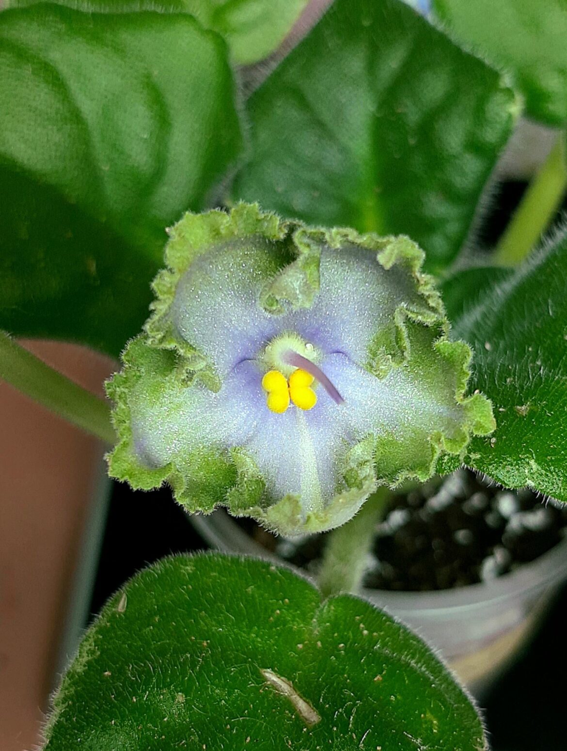 Baby's first bloom!