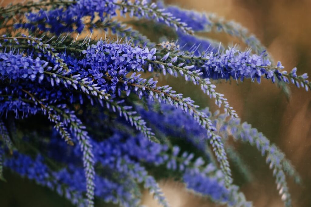 Veronica