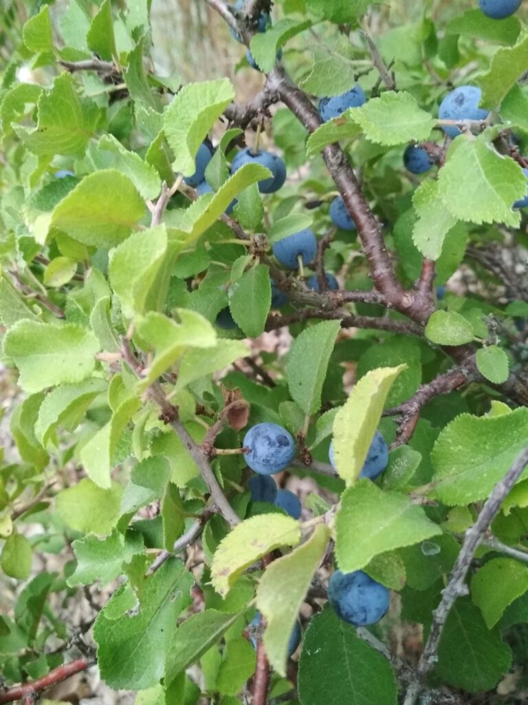 Common blackthorn