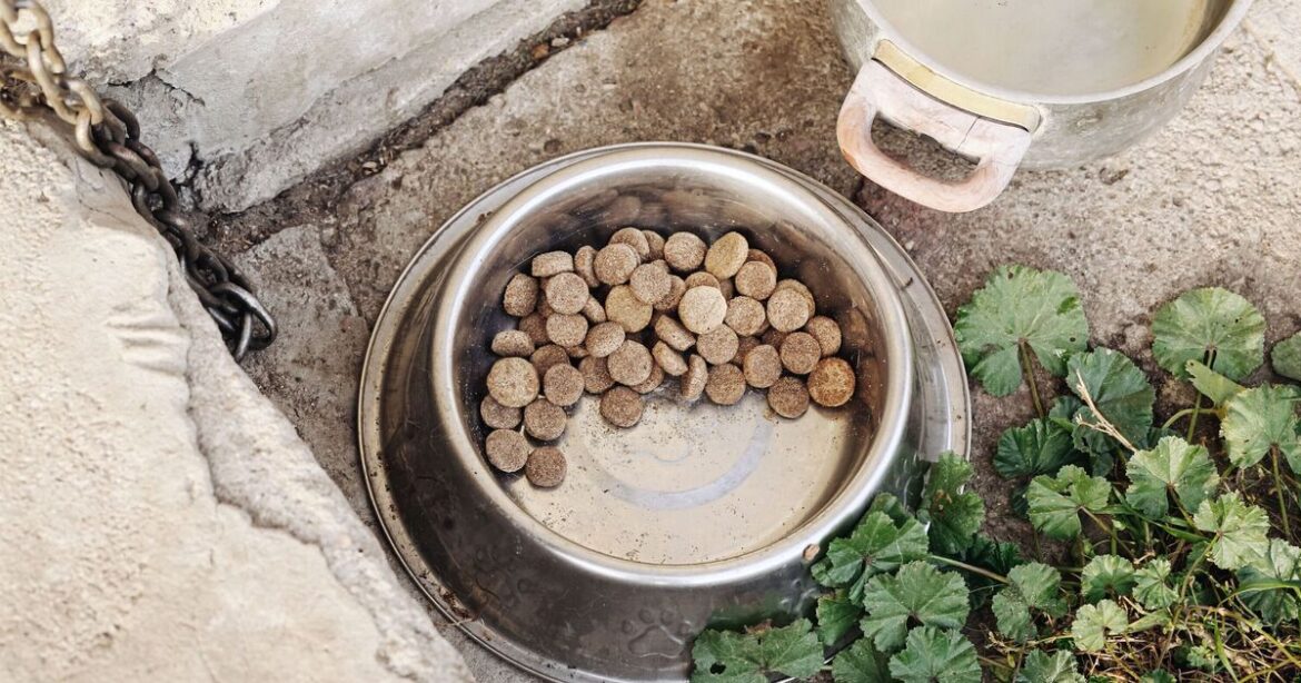 Households urged to leave dog food in their gardens Households urged to leave dog food in their gardens