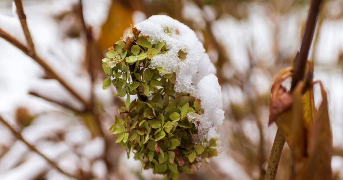 Gardeners urged to avoid 1 common hydrangea mistake in December Gardeners urged to avoid 1 common hydrangea mistake in December