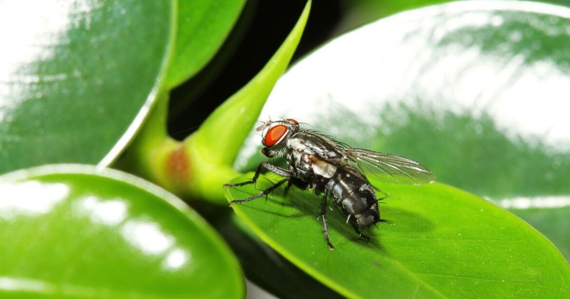 How to make houseplants thrive in winter with three easy tasks How to make houseplants thrive in winter with three easy tasks