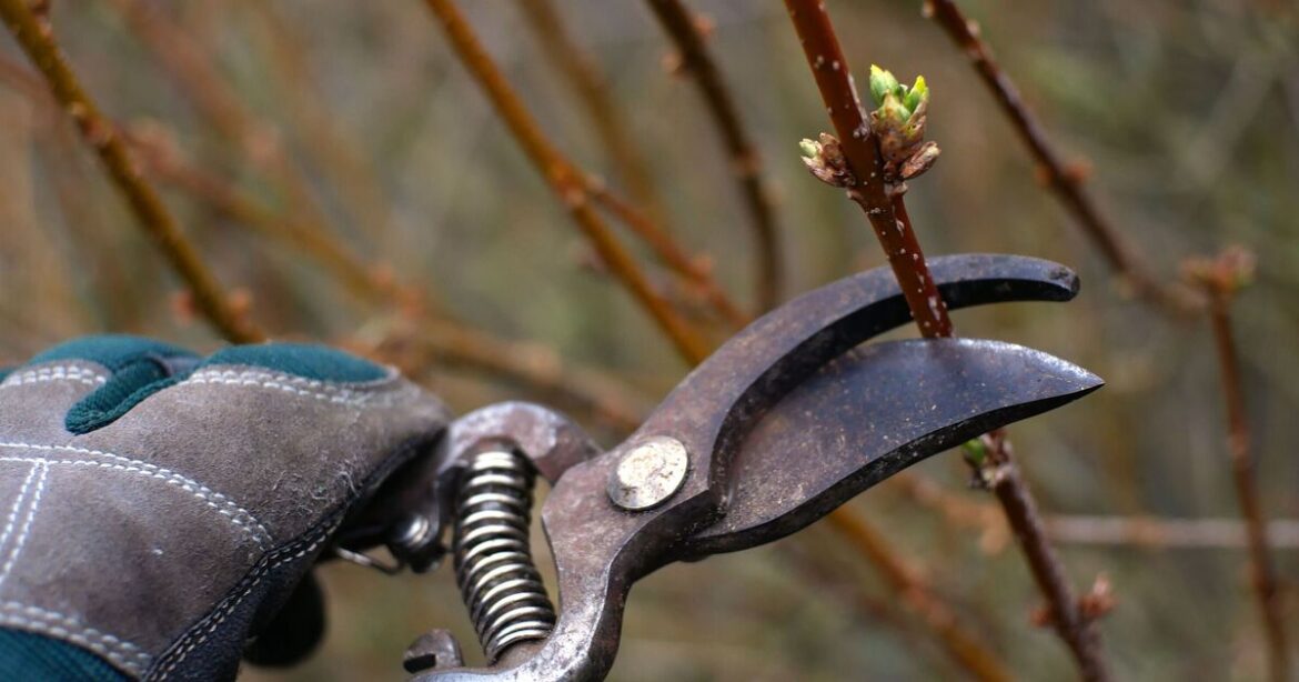 Garden plants to never prune in December or risk no blooms in spring Garden plants to never prune in December or risk no blooms in spring
