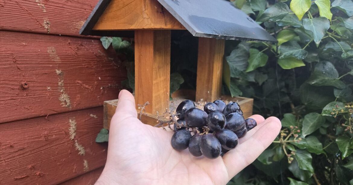 Gardeners urged to put grapes on bird tables in December