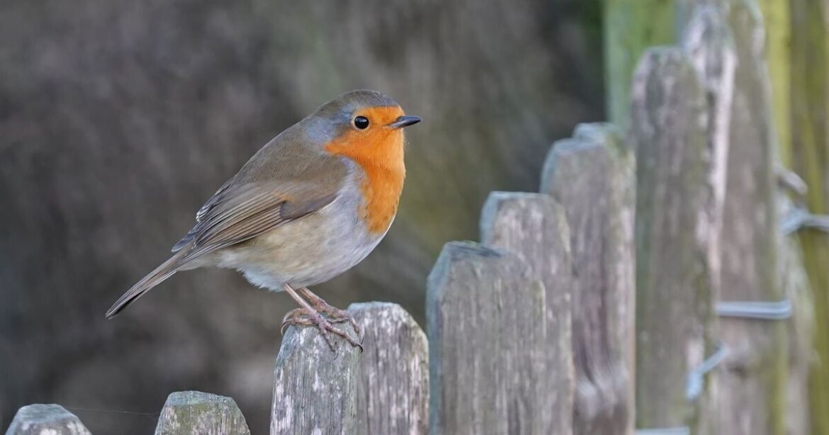 Robins will keep returning to your garden if you place 1 thing in your feeder Robins will keep returning to your garden if you place 1 thing in your feeder