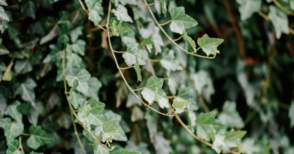 ‘Problematic’ plants to never grow in your garden or risk ‘nightmare’ 'Problematic' plants to never grow in your garden or risk 'nightmare'