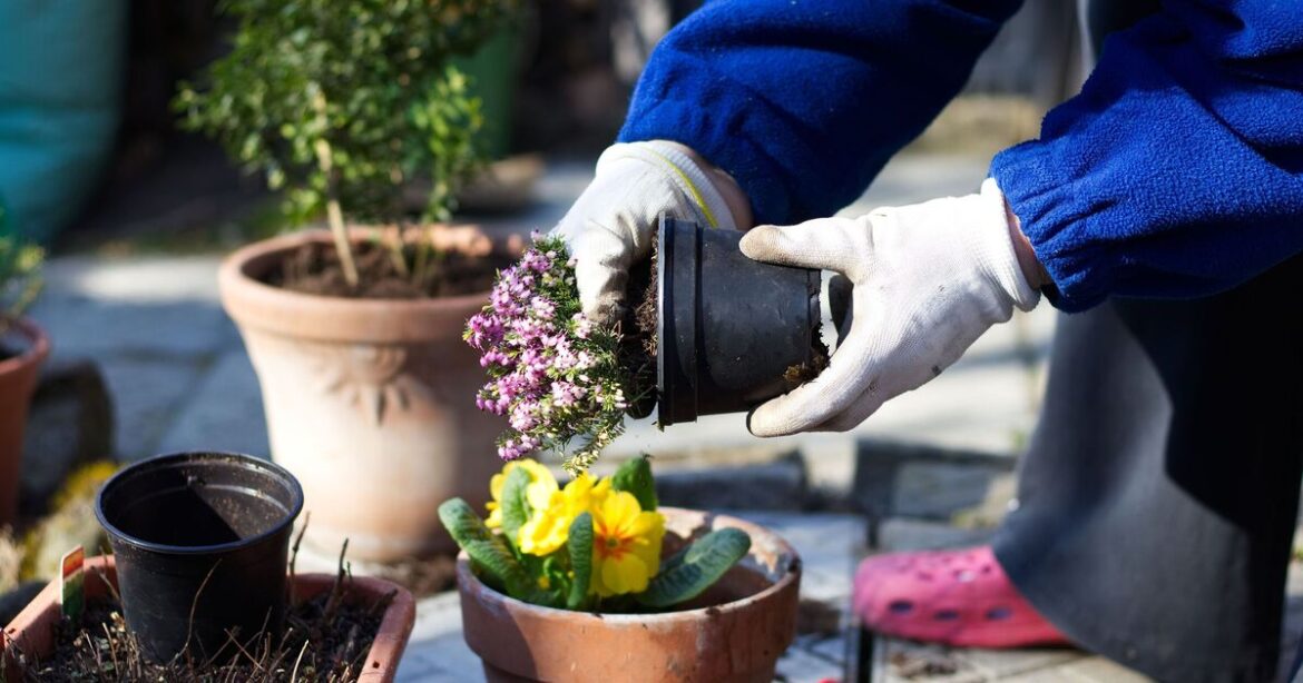 Gardens will be full of life in winter if you add these five plants