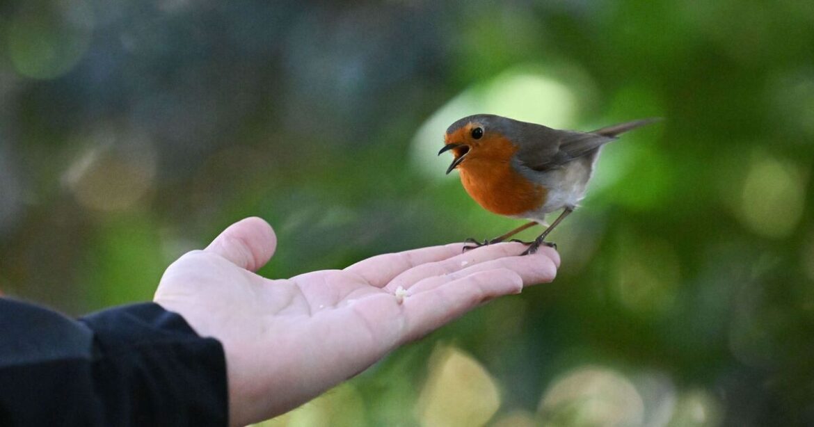 Garden robins will eat from your hands if you use 1 food every day Garden robins will eat from your hands if you use 1 food every day