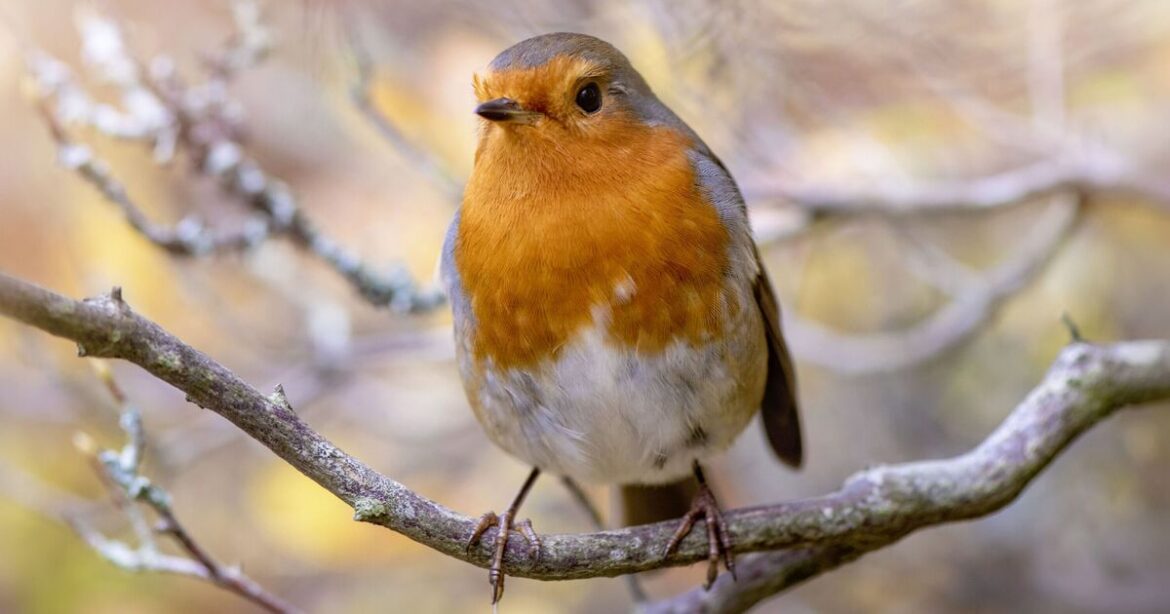 Birds will thrive this winter in gardens that leave 'unsung hero' plant alone