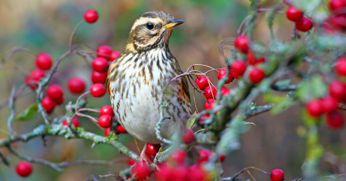 UK gardeners urged to plant 1 thing in December to attract Redwings UK gardeners urged to plant 1 thing in December to attract Redwings
