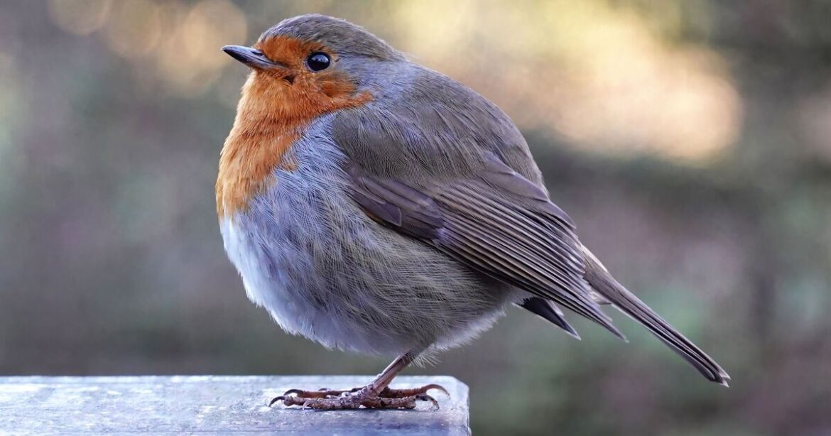 Gardeners urged to leave 39p item on ground for birds in December