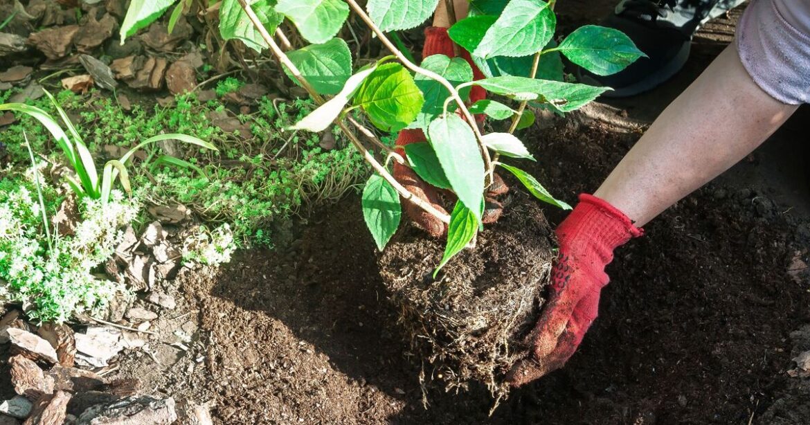 Sow these 3 seeds before end of December to grow perfect crop in sprin Sow these 3 seeds before end of December to grow perfect crop in sprin