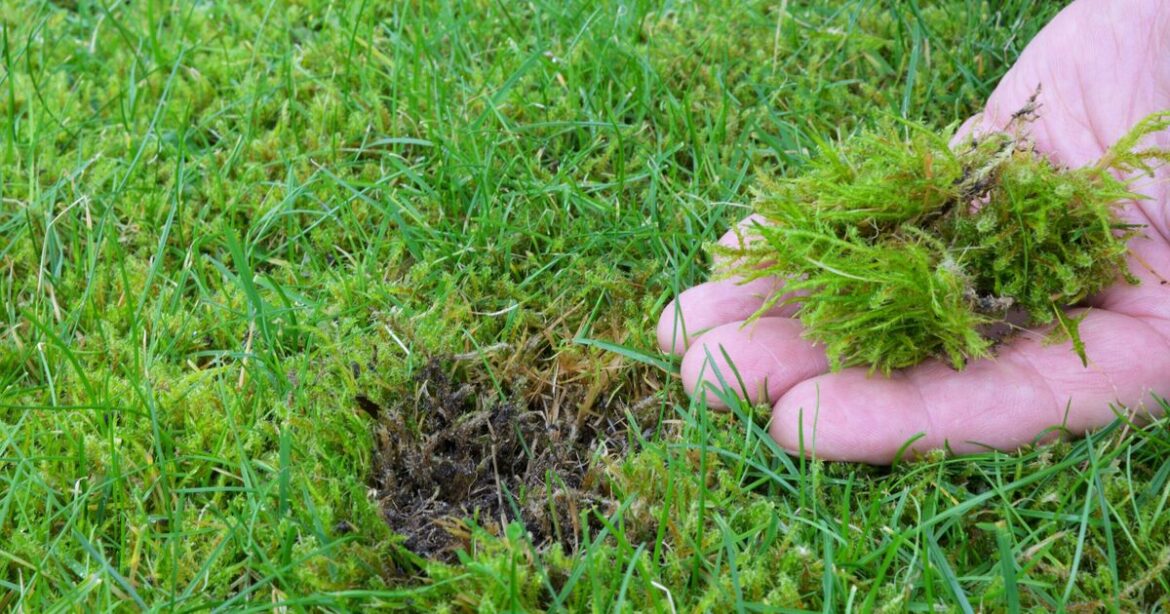 Lawn moss will ‘disappear’ with ‘natural’ and ‘super cheap’ 65p hack—not vinegar