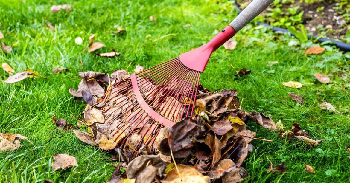 Gardeners urged to never throw away leaves this December Gardeners urged to never throw away leaves this December