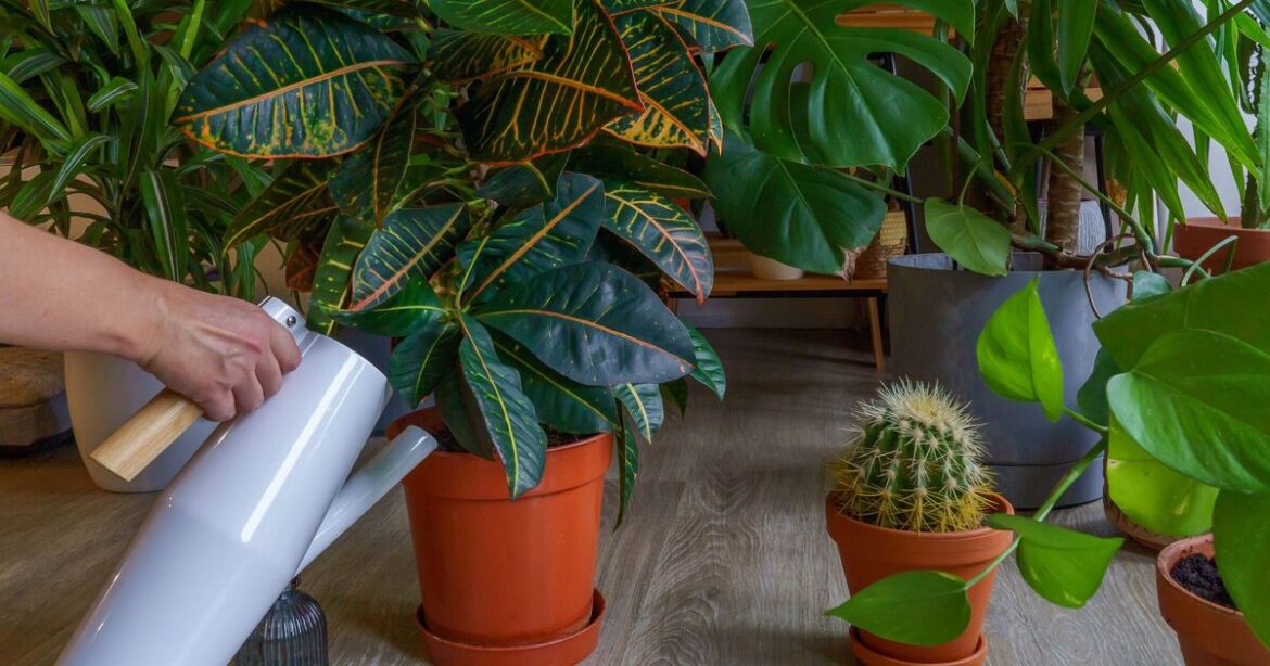 How to keep flies away from houseplants with these three easy steps How to keep flies away from houseplants with these three easy steps