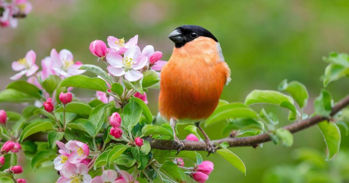 Birds will keep visiting your garden if you place 1 plant outside Birds will keep visiting your garden if you place 1 plant outside