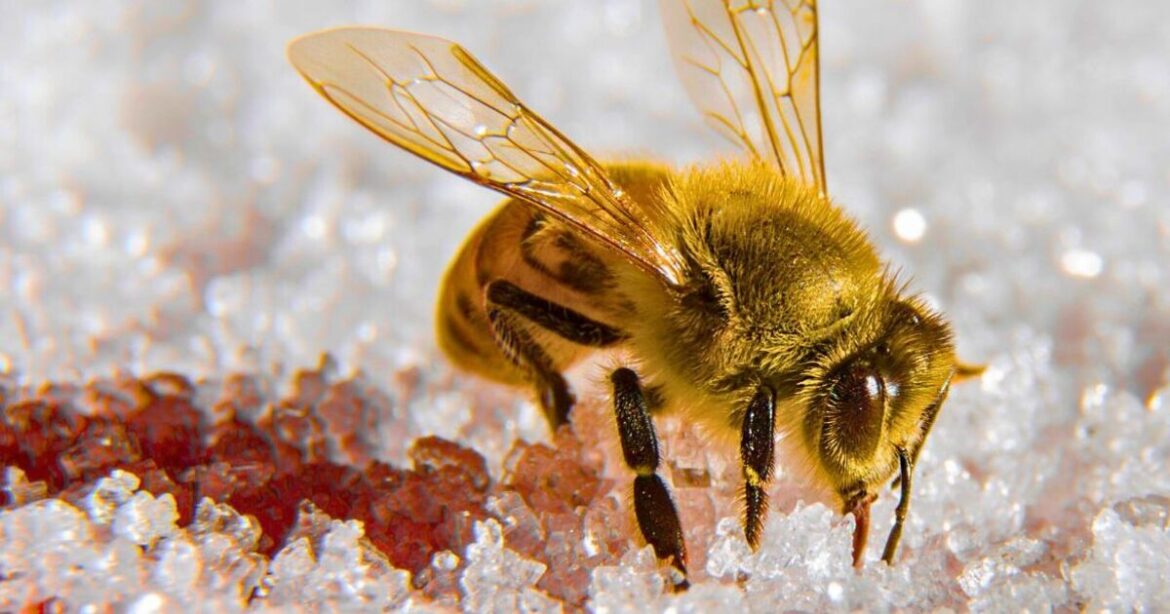 Bees will keep coming into your garden if you do 1 easy task in December Bees will keep coming into your garden if you do 1 easy task in December