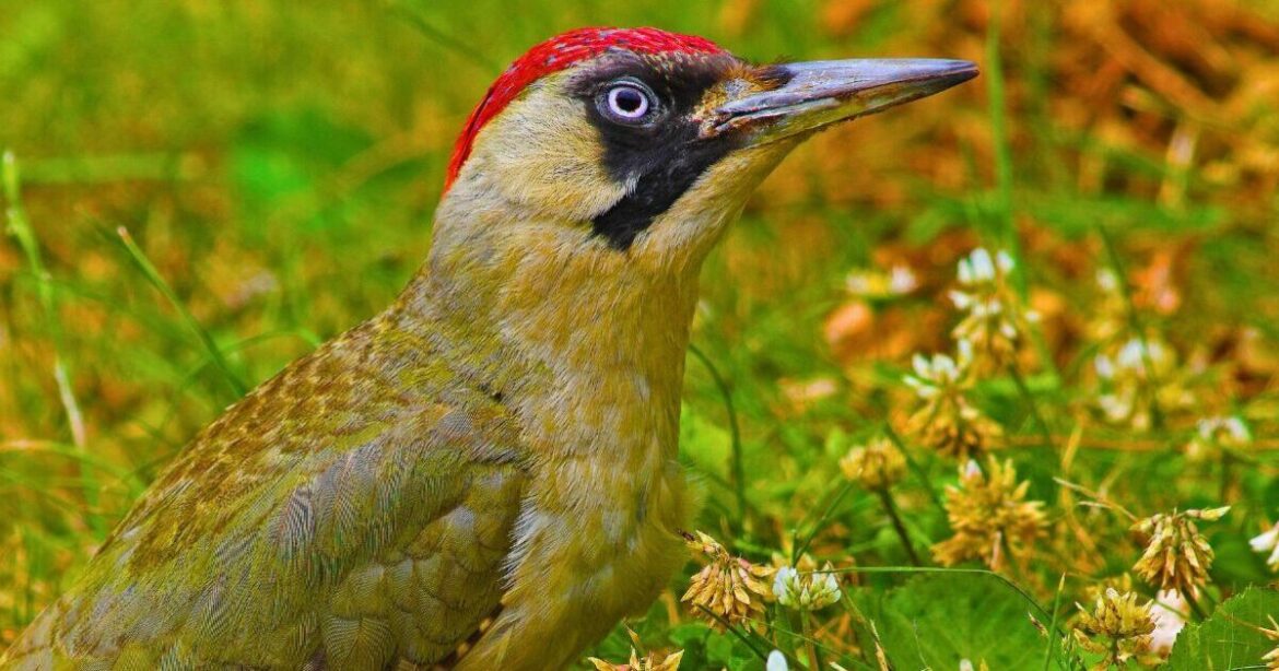 Woodpeckers keep coming into gardens if you scatter 1 simple item onto the ground