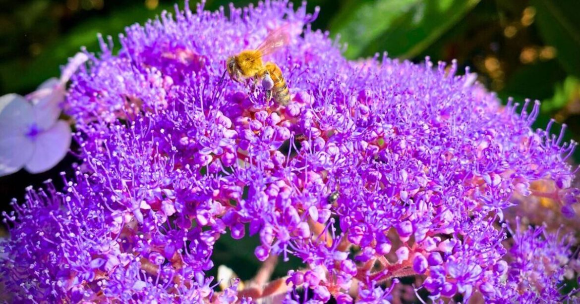 Hydrangeas will bounce back healthier next year if a 10-minute task is done now