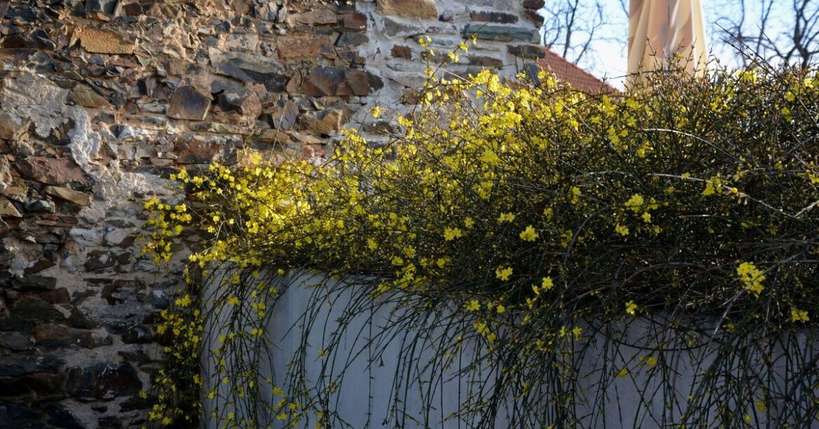Lawyer explains who's responsible when your neighbour's hedge overhangs