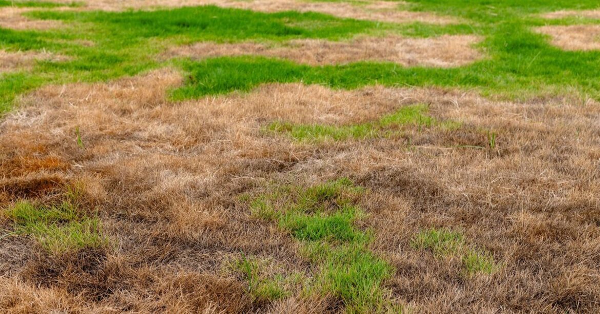 Lawns will turn thicker and greener if 1 thing is scattered on grass