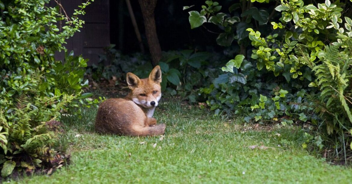 Warning issued to anyone with foxes in garden in December Warning issued to anyone with foxes in garden in December