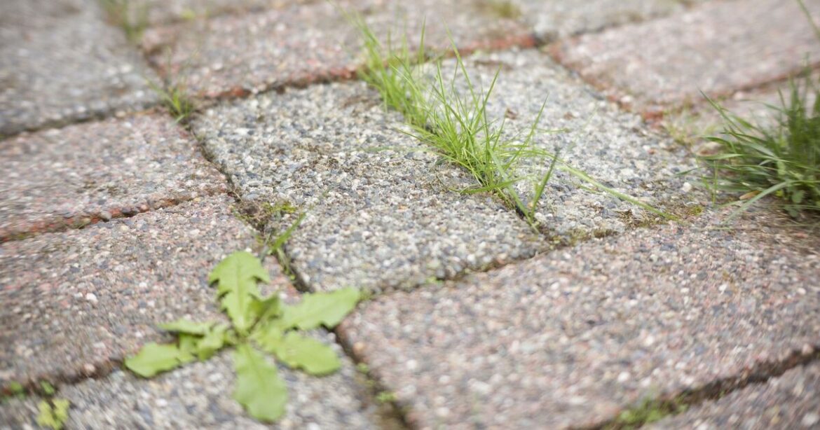How to remove weeds from paving fast and naturally How to remove weeds from paving fast and naturally