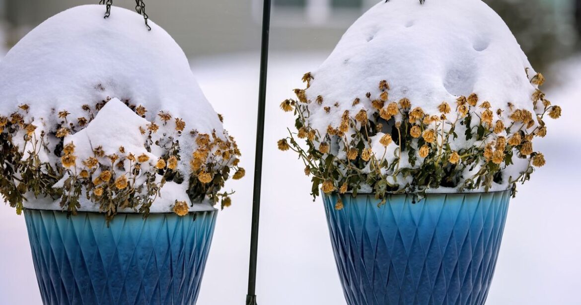 I’m a gardener and there’s crucial task you must do before extreme weather arrives I'm a gardener and there's crucial task you must do before extreme weather arrives