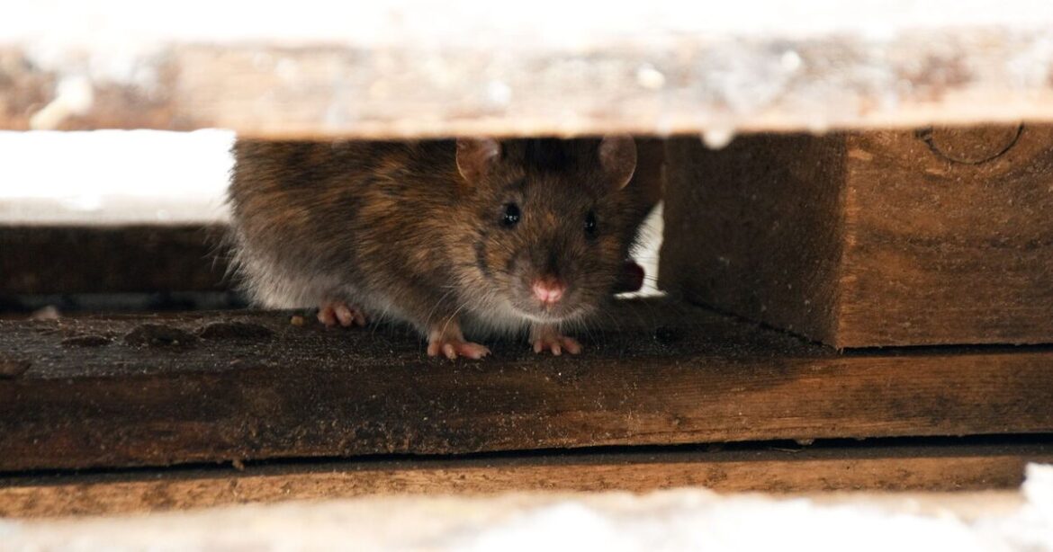 How to deter rats from good from homes and gardens with 3 plants