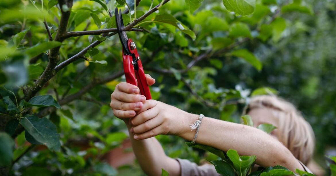 Garden plants that need pruning in December for better flowers next year