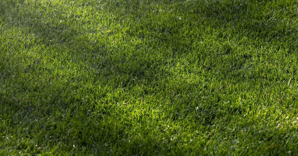 How to prevent moss on lawns for good with 1 simple task